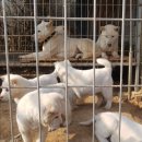 하룻강아지 이미지