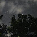 두손모아 반딧불이 이미지