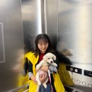 다시사랑받개 | 서울 다시사랑받개 유기동물 입양센터 봉사활동 후기