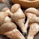 송이버섯 효능 부작용 송이버섯 보관 먹는법 송이버섯 영양성분 칼로리 이미지