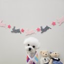 아모르 펫 살롱 이미지