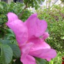 사랑의빛 이미지