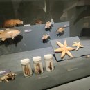 유가초등 | 서울_초등아이와_서대문자연사박물관(안갈이유가 없는!)(+주차, 카페, 입장료, 솔직후기)