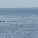 제주 돌고래 이미지