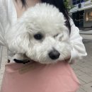 디디디 애견놀이방 이미지