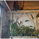 깡깡이카페 이미지