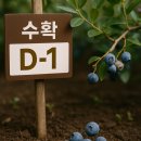 옥신농장 | 블루베리 열매가 비대되어 따려는 직전에 떨어졌어요 ㅜㅜ 이유는 무엇일까? feat. ABA호르몬