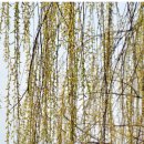 마조리 마을회관 이미지