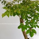 해피트리 이미지