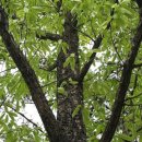 소리나무(주) 이미지