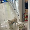 지에스25 홍천동면점 이미지