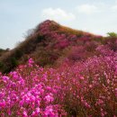 제52회 2019년 4월 20일 셋째주 토요일 창녕 화왕산 (남지 유채꽃 경유) 이미지