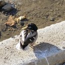 도림천 공중화장실 이미지