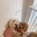 다다다펫그루밍 이미지