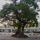 만덕초교 이미지