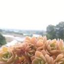 콩콩다육