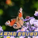 함평나비대축제 이미지