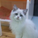 고양이분양은 노블캣 랙돌놀숲분양캐터리 대전점 이미지