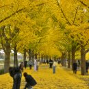 은행나무길 이미지