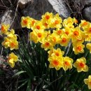 화수목 농원 이미지