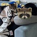 김앤정동물병원