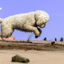 강아지영토 이미지