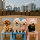 카페 더쿠 이미지