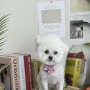 마이유어펫살롱 이미지