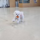 아르멍미르멍 이미지