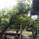 감나무집 농원펜션 이미지