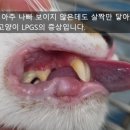 동물병원 All Pets 이미지