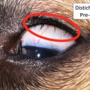 닥터펫동물의료센터 이미지