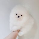 어벤져스켄넬 탑클래스펫 강아지분양 | 부천강아지분양 켄넬에서 데려온 반려견