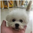 PET PRINCE (애견샵) | 호치민 7군 애견분양샵 찾다가 펫토스코리아 직접 방문해본 후기 :)