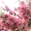 산마루로뎀