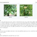 유사식물비교 - 후박나무와 일본목련 이미지