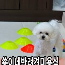 쑝이네 애견샵 이미지