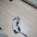 향남메디동물병원 네이버블로그