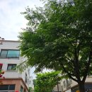 운중로225번길(판교공원로) 이미지