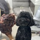 덕비네 수제간식 이미지