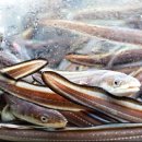 바다&장어 이미지