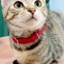 호호다방 이미지