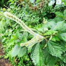 수망리 산마장 잣성 이미지