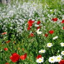 꽃과 한옥 이미지