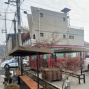 목화반점 이미지