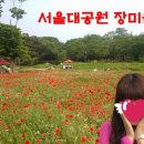 여주장미원
