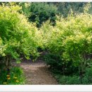 느릅나무가든 이미지