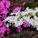 팀에이치씨 이미지