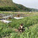 찐촌바이브