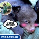 국립공원관리공단종복원기술원 Daum카페
